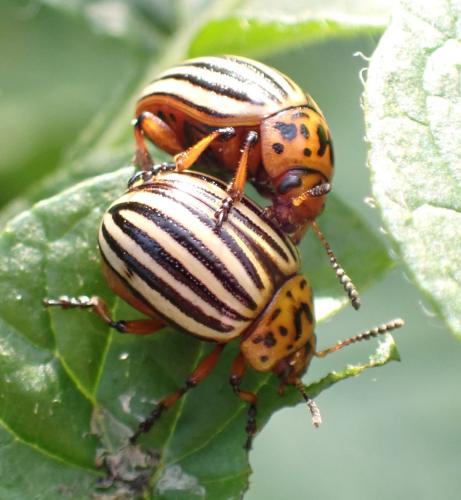 Réf. 324 874 : Leptinotarsa decemlineata